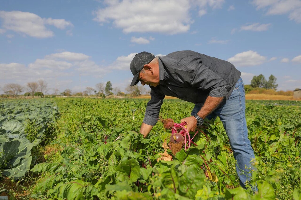 Plano Safra 25/26 terá R$ 516,2 bilhões à agricultura empresarial, alta anual de 1,5%