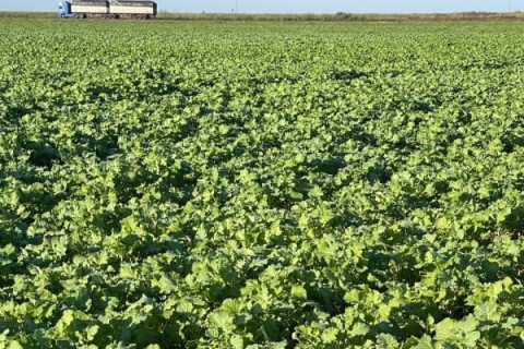 Cultivo de Carinata avança no Brasil