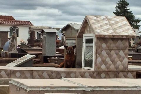 Mistério comovente: Cachorro permanece há dias, junto ao túmulo em Cemitério de Humaitá!