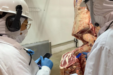 Cooperativa do Norte gaúcho investe na produção bovina e suína de precisão