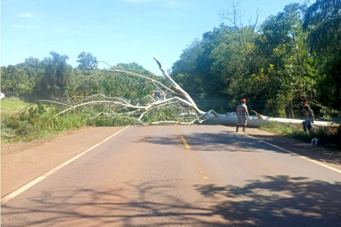 SUPRESSÃO DE ÁRVORE EXIGIU INTERRUPÇÃO DO TRÂNSITO EM RODOVIA ESTADUAL