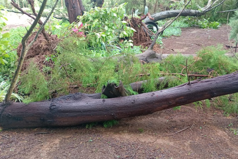 Vento causa estragos e  derruba árvores em  São João Mirim município de  Jóia