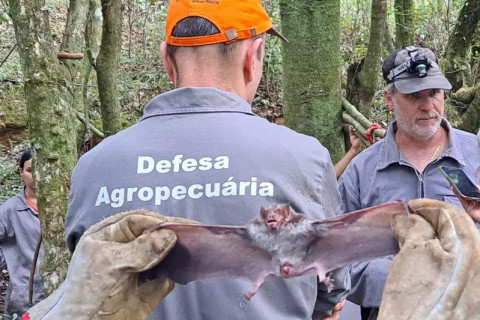 Governo gaúcho emite alerta sanitário para raiva dos herbívoros na Região Noroeste