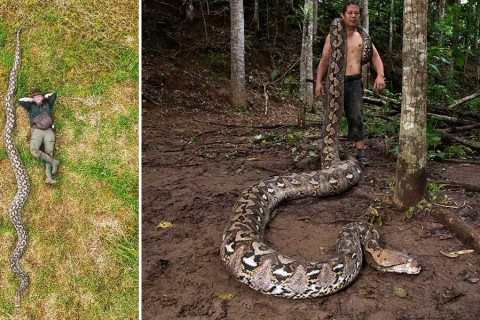 Cobra de 7 metros é a maior já medida na natureza